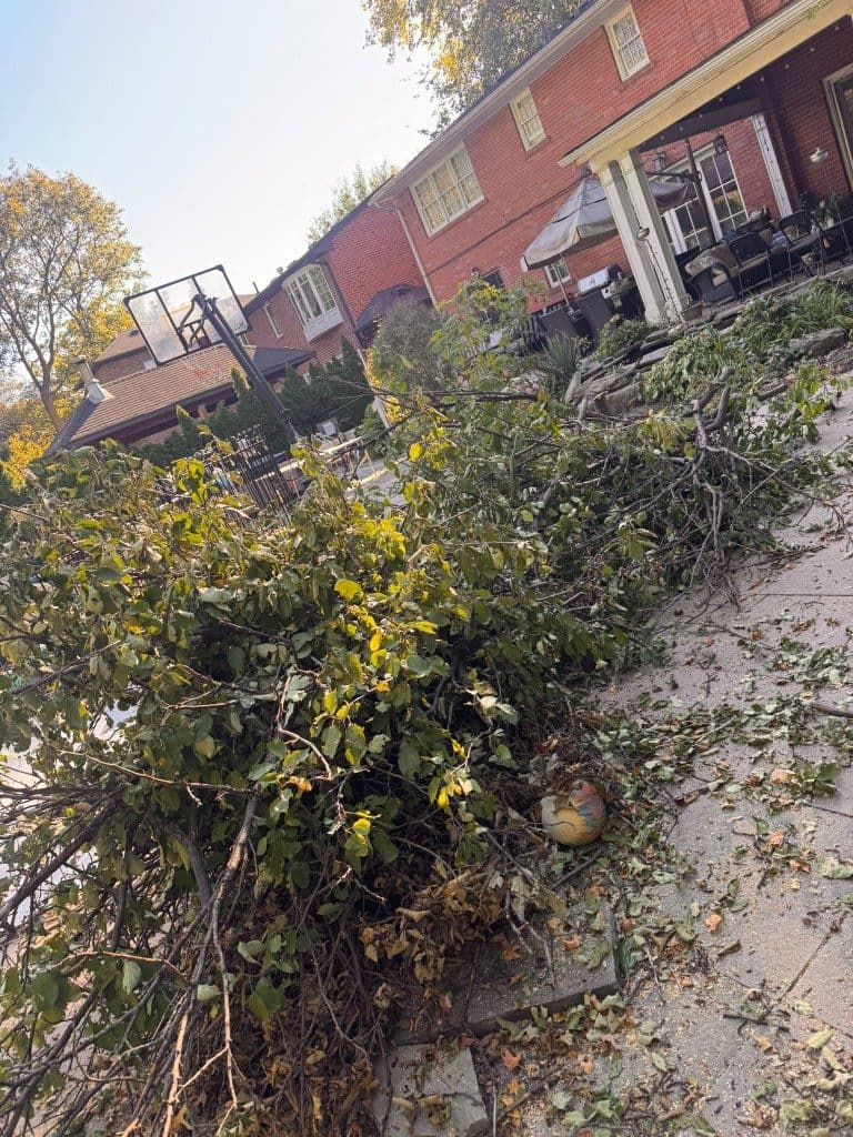 Cut branches piled across a brick-house patio before pickup