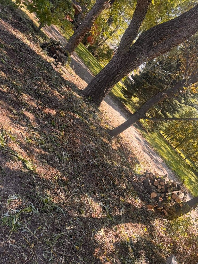 The same yard after the branch pile was hauled away