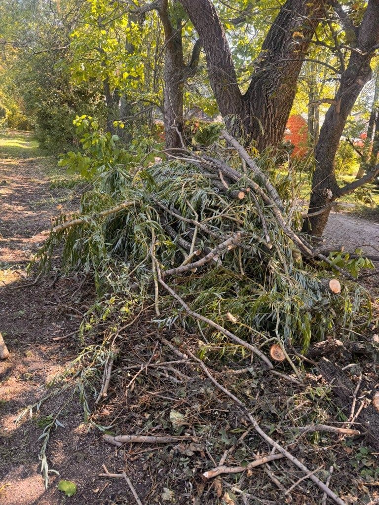 A pile of cut branches under trees before pickup
